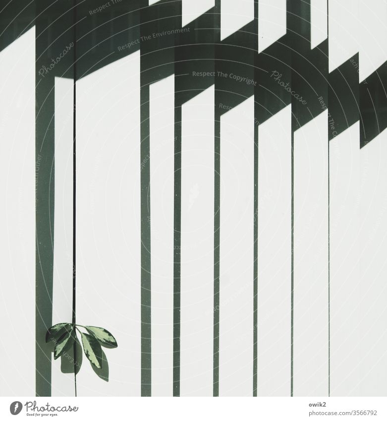 Ordnungswidrigkeit Fenster Detailaufnahme Jalousie Lamellenjalousie Pflanze Blätter Büropflanze lugen neugierig keck Sonnenlicht Kontrast Linien Schatten Muster