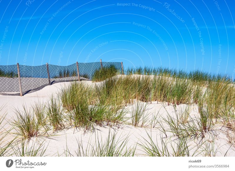 Blick auf eine Düne mit Zaun in Warnemünde Küste Rostock Ostseeküste grün Ostseebad Mecklenburg-Vorpommern Dünengras Himmel blau Sand Gras Dünenzaun wolkenlos