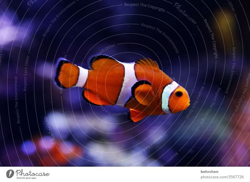 nun mal butter bei die fische Korallenriff orange Clownfisch flossen See Meer Wildtier Farbfoto Unterwasseraufnahme Tierporträt Menschenleer Natur Aquarium
