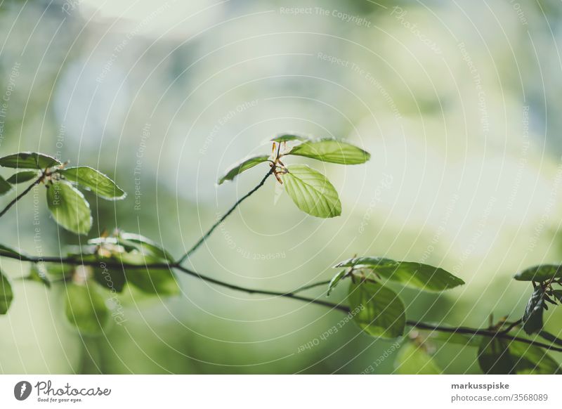 Blätterwald im Gegenlich Blatt Gegenlicht Ast Bokeh grün Sommer