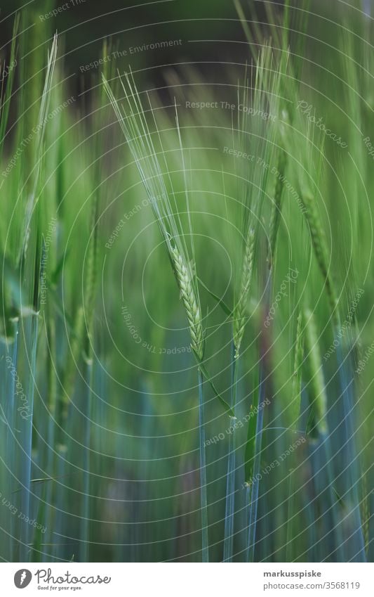 Bio Weizen Getreidefeld trocken Dürre dürreperiode Erde Landwirtschaft agrarfläche Weizenfeld Weizenähre Ackerbau