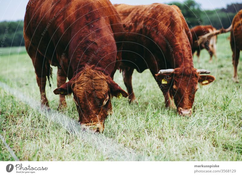 Bulle mit Kuh auf der Weide weiderind futter gras fressen tierwohl Mast