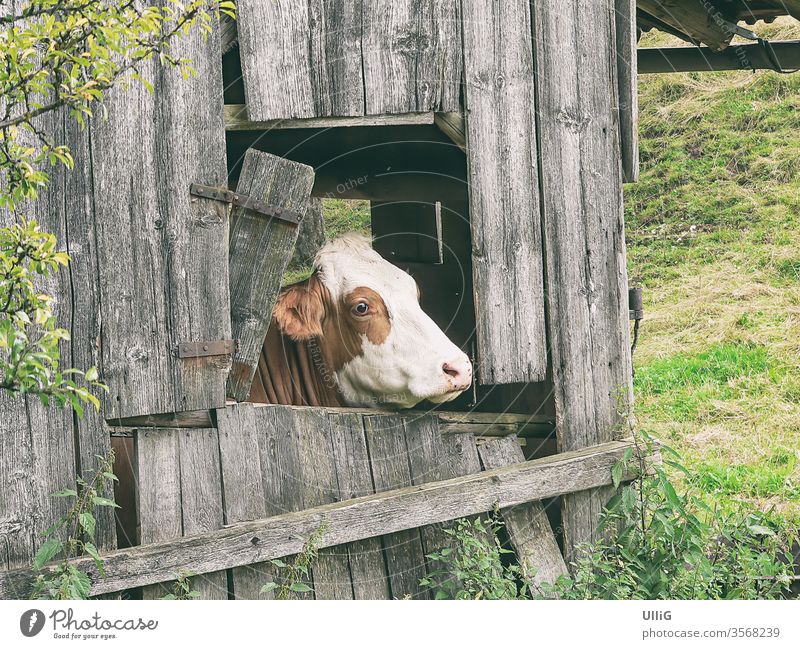 Kuh schaut aus Fenster - Eine braun gescheckte Kuh schaut aus dem Fenster eines maroden Stalls auf einer Weide. Milchkuh Rind Rindvieh Viehzucht Landwirtschaft