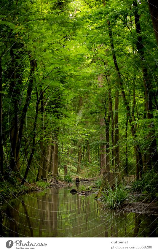 Dschungelfieber Wald grün grüne Hölle Natur natürlich Isar Bach See Spiegelung Reflektion Bäume Wasser Wasserlauf Dickicht Baum Reflexion & Spiegelung
