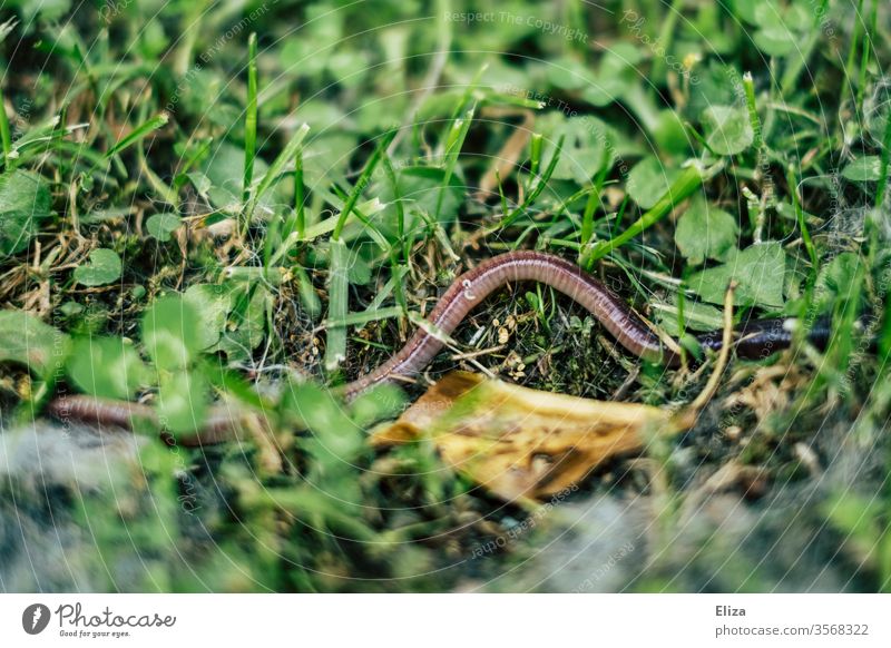 Ein Regenwurm im grünen Gras auf der Wiese nah schlängeln Wurm Tier klee Natur nass