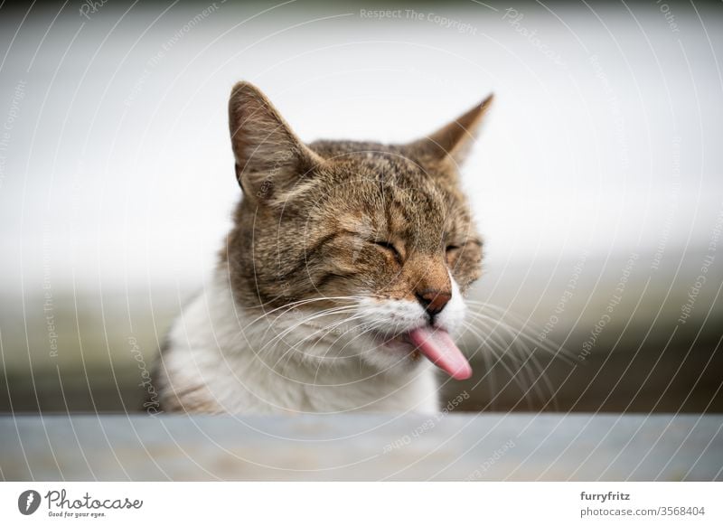 lustiges Porträt einer Katze mit herausgestreckter Zunge Haustiere Mischlingskatze im Freien Natur weiß Tabby Ein Tier katzenhaft Fell unanständig