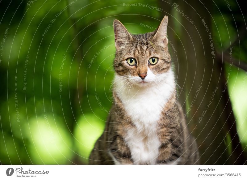 weiß getigerte Katze mit Ohrkerbe draußen im Wald Haustiere Mischlingskatze im Freien Natur Tabby Ein Tier grün katzenhaft Fell in die Kamera schauen