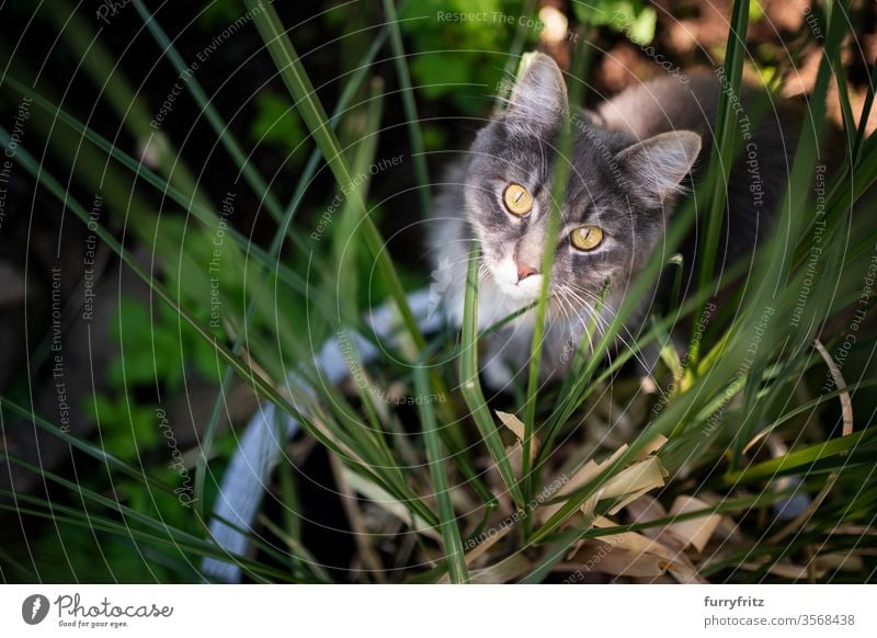 neugierige Maine Coon Katze im Blumentopf mit Pampas Gras Haustiere Rassekatze Langhaarige Katze maine coon katze weiß blau gestromt im Freien Natur Botanik