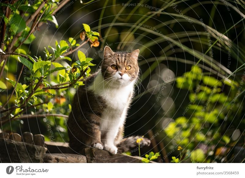 Porträt einer britisch Kurzhaar katze im schönen Garten Katze Haustiere Rassekatze Britisch Kurzhaar Tabby weiß Natur Botanik Pflanzen Vorder- oder Hinterhof