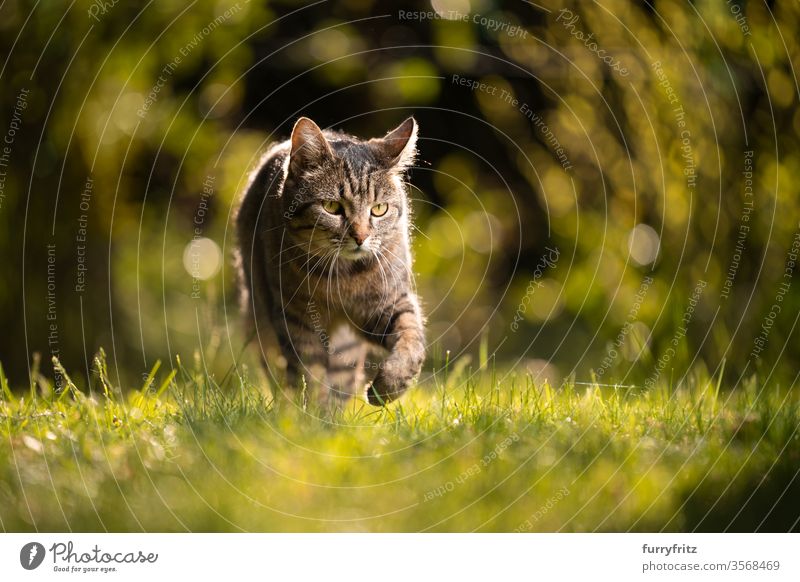 Katze, die im Sommer bei Sonnenlicht auf der Wiese läuft Haustiere Tabby Natur Botanik Pflanzen sonnig katzenhaft Fell Hintergrundbeleuchtung Rasen Gras grün