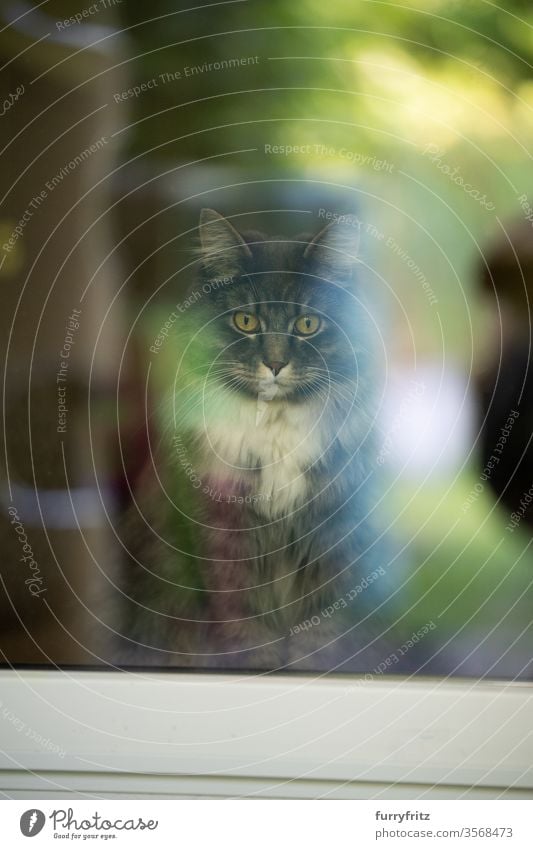 maine coon katze innen mit Blick aus dem Fenster Katze Haustiere Rassekatze Langhaarige Katze weiß blau gestromt aus dem Fenster schauen katzenhaft Fell fluffig