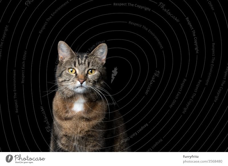 Getigerte Kurzhaarkatze auf schwarzem Hintergrund Katze Haustiere Tabby Studioaufnahme schwarzer Hintergrund vereinzelt Textfreiraum katzenhaft Fell Porträt