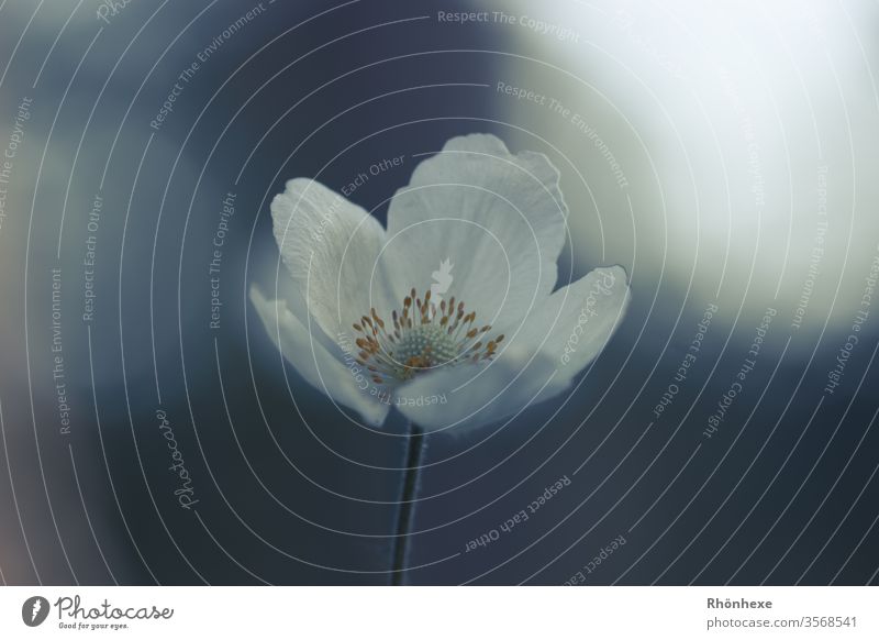 Eine kleine einzelne Blüte im Gegenlicht Makroaufnahme Textfreiraum links Textfreiraum rechts Pflanze Blühend Blume Tiefenunschärfe weiß Tag Farbfoto Natur