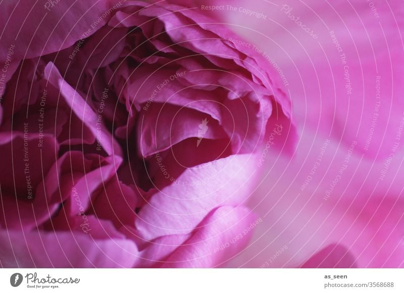 Pfingstrose pink blühend Blüte Blume Pflanze rosa Frühling Blühend Natur Farbfoto schön Nahaufnahme Menschenleer Sommer Detailaufnahme Blütenblatt