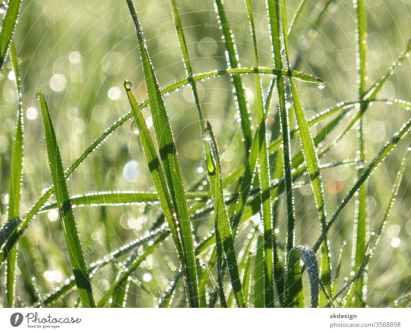 Nahaufnahme von nassen Grashalmen mit perlenden Wassertropfen im Gegenlicht feucht frisch spritzig Naturschutzgebiet Weltkugel glitzernd Tropfen Wiese Licht