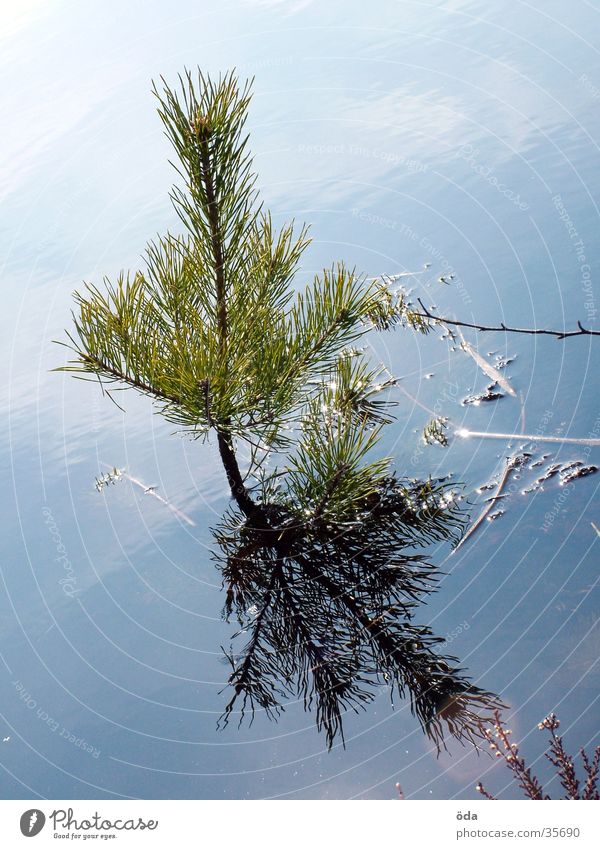 Wasserbaum Baum Nadelbaum See Teich sprießen Wachstum Trieb Tannennadel