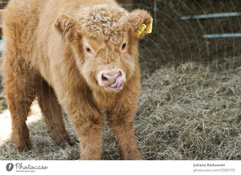 süßes Hochlandrind Kalb Kuh Tier Außenaufnahme Nutztier Schottisches Hochlandrind braun Tag Rind Horn Fell Tierporträt Weide Schottland Gras Natur