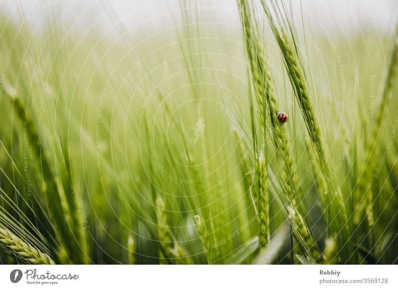 Marienkäfer in einem Getreidefeld Natur biodiversität Naturschutz Landwirtschaft Insektenschutz insektensterben Käfer Umwelt Umweltschutz Artenvielfalt grün