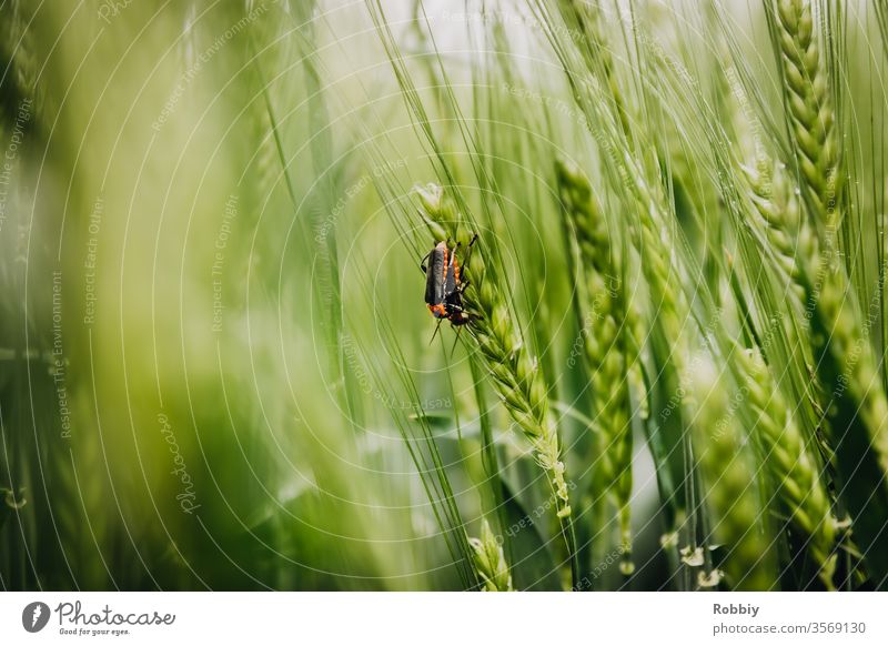 Soldatenkäfer in einem Getreidefeld Natur biodiversität Naturschutz Landwirtschaft Insektenschutz insektensterben Käfer Umwelt Umweltschutz Artenvielfalt grün