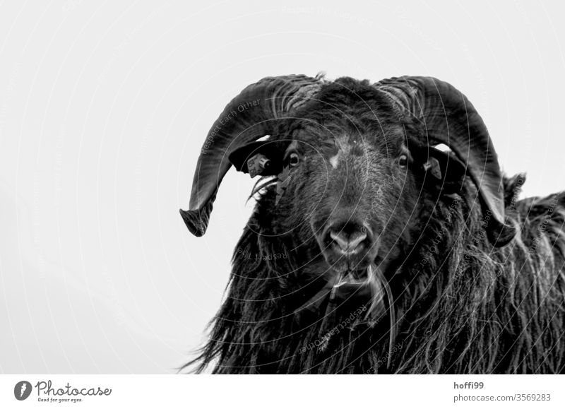 Porträt eines nordischen Kurzschwanzschafs Schaf Bock nordisches Kurzschwanzschaf Helgoland Tierporträt Haustier Nutztier schwarz Fell Wolle Wiese Blick 1