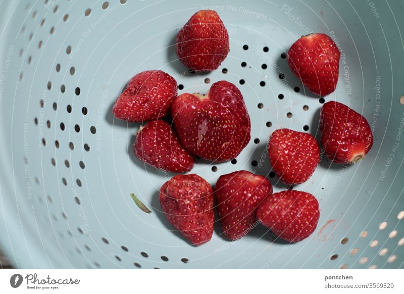Zehn gewaschene Erdbeeren ohne Blätter  in einem mintfarbenen Abtropfsieb. abtropfsieb obst gesunde ernährung rot Frucht Lebensmittel frisch lecker süß Löcher
