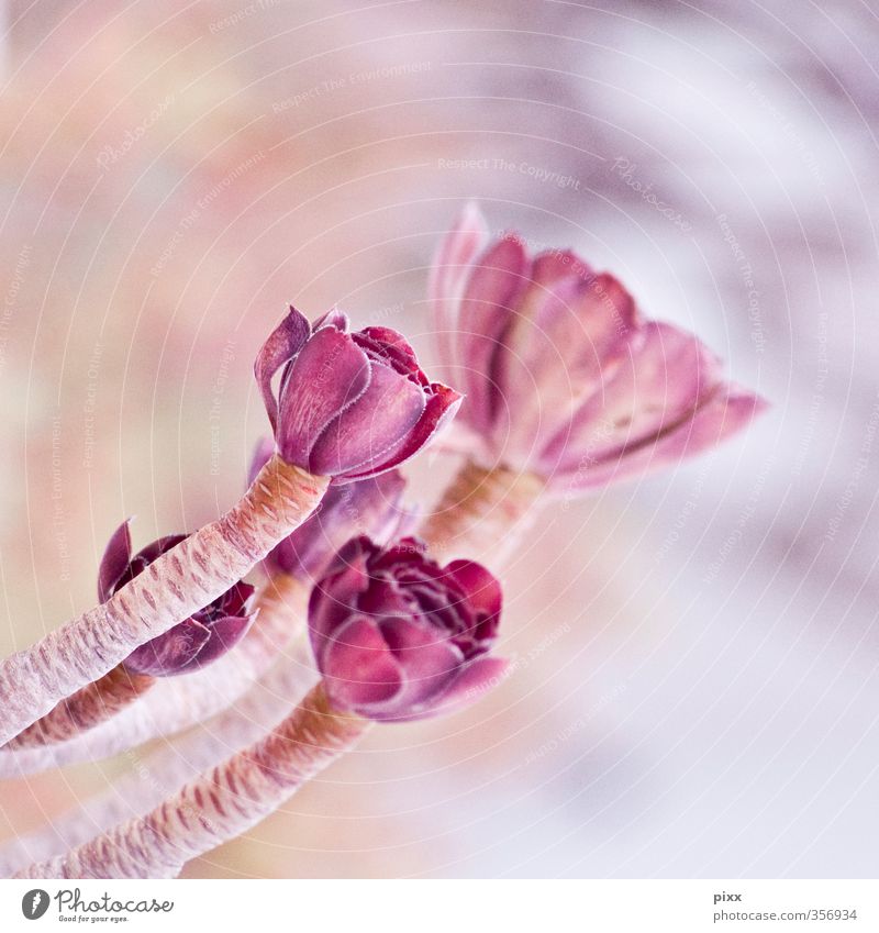 meine ersten Erholung ruhig Meditation Duft Pflanze Sommer Blume Blüte Wildpflanze exotisch Spanien Wachstum außergewöhnlich frisch heiß rosa