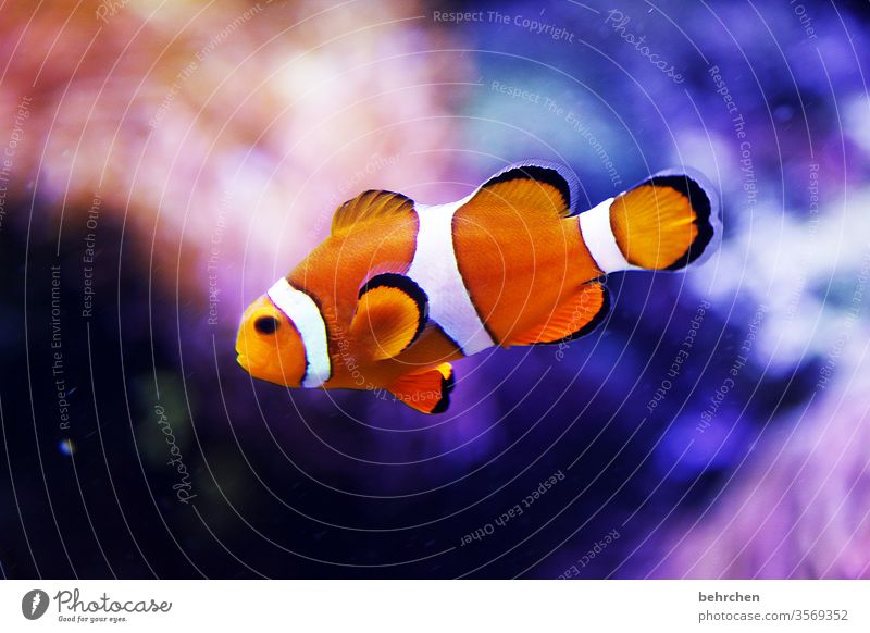 freitagsfischi bunt exotisch Schwimmen & Baden tauchen Nahaufnahme blau Fisch Tier Schuppen schwimmen Aquarium Farbfoto Unterwasseraufnahme Tierporträt