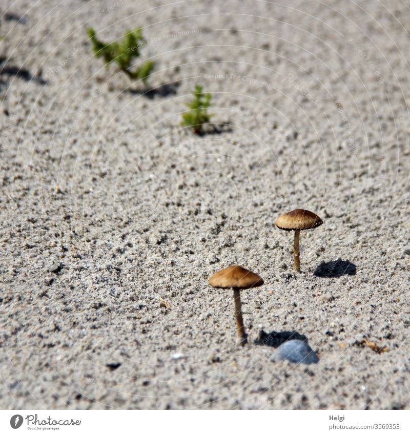 Sonnenschirme - zwei winzig kleine Pilze stehen am Sandstrand in der Sonne und werfen Schatten Strand Sommer Licht Ferien & Urlaub & Reisen Außenaufnahme Küste