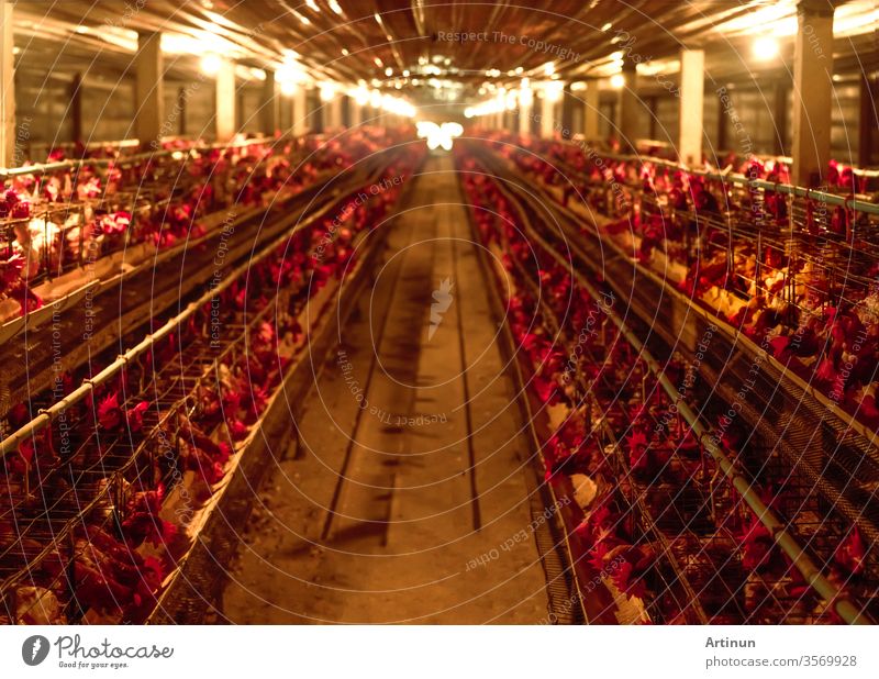 Hühnerfarm. Eierlegende Hühner in Käfigbatterien. Kommerzielle Hühner-Geflügelzucht. Legehennen-Viehhaltungsbetrieb. Intensive Geflügelzucht in geschlossenen Systemen. Eiproduktion. Hühnerfutter für Legehennen.