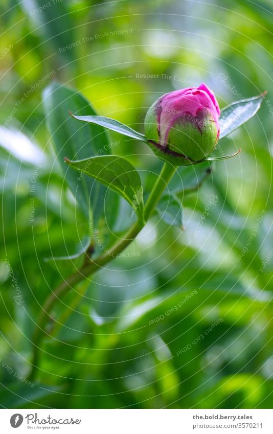 Knospe einer Pfingstrose pink/rosa Pfingsrose Blüte Blühend grün Blätter Blume Pflanze Natur Farbfoto Frühling Sommer Tag Nahaufnahme Schwache Tiefenschärfe