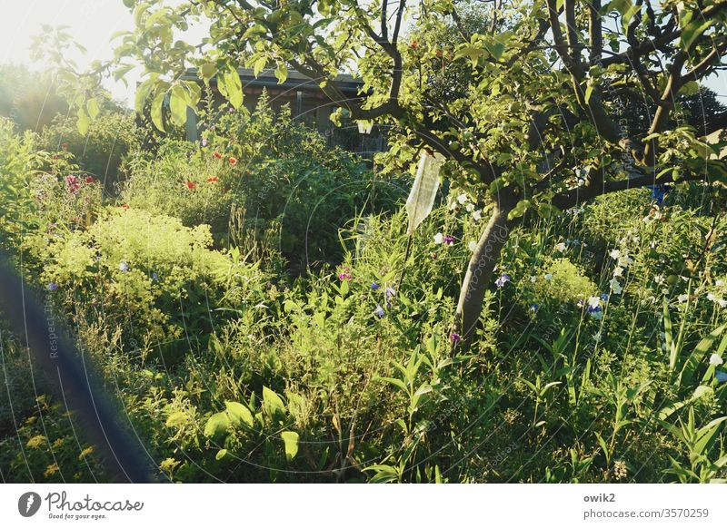 Durch die Maschen Garten draußen Außenaufnahme Idylle Baum Flasche Pflanze wild durcheinander Natur Farbfoto Menschenleer Tag Sträucher natürlich grün Umwelt