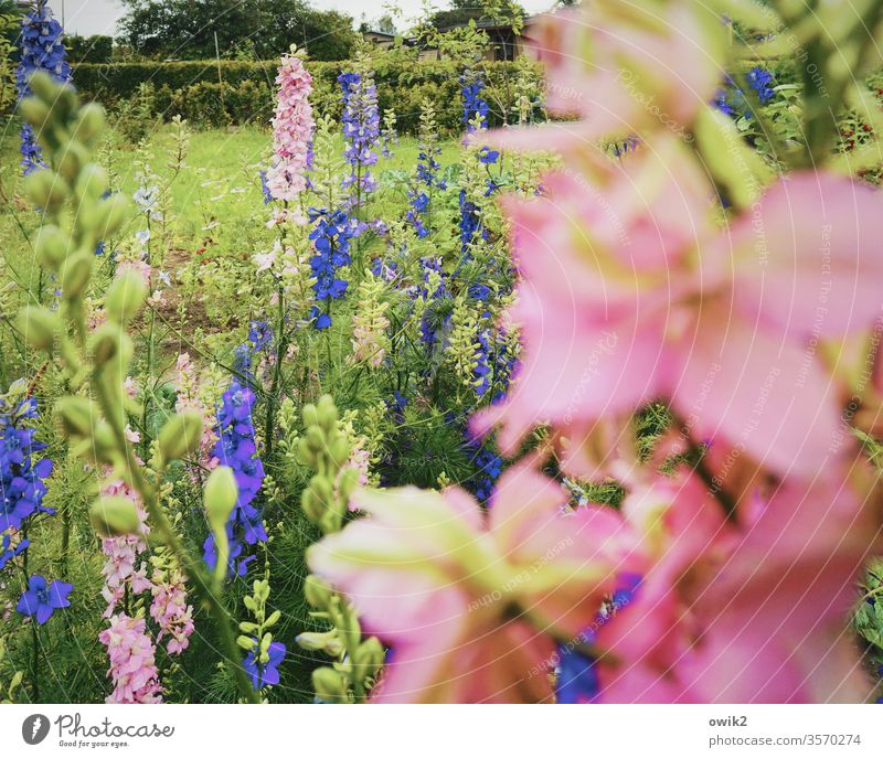 Blau und rosa Lupinen Garten draußen Außenaufnahme Natur Farbfoto grün Menschenleer Pflanze Tag Blume Frühling Blüte