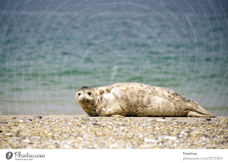Sonnenbad - oder eine Kegelrobbe, die nach dem Schwimmen in der Sonne badet Robbe Säugetier nass Tier Natur Wildtier Außenaufnahme Farbfoto Umwelt Tag Küste