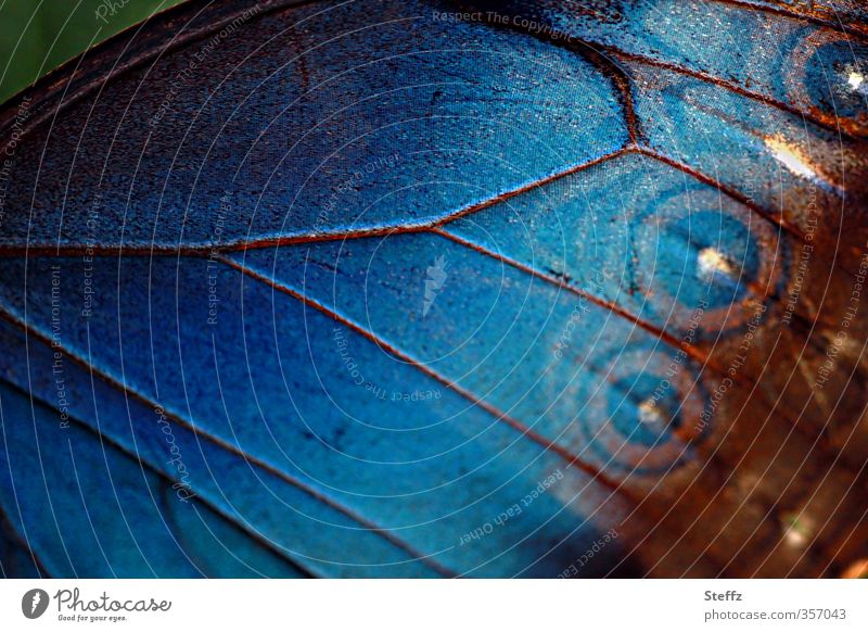 blauer Flügel eines Morphofalters Flügelmuster Schmetterlingsflügel Flügelschlag Blauer Morphofalter blaue Flügel exotischer Schmetterling Morpho peleides