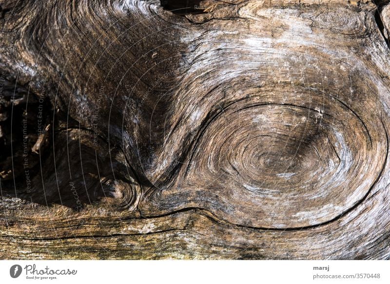 Holz mit Struktur Maserung Schleife Holzmaserung Kraft braun Detailaufnahme verwachsen gewellt schwungvoll Natur sonderbar alt eigenartig Strukturen & Formen