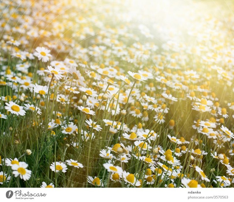 großes Feld mit weiß blühenden Gänseblümchen an einem Frühlingstag, selektiver Fokus Tag Licht schön Schönheit Blütezeit Überstrahlung Botanik hell