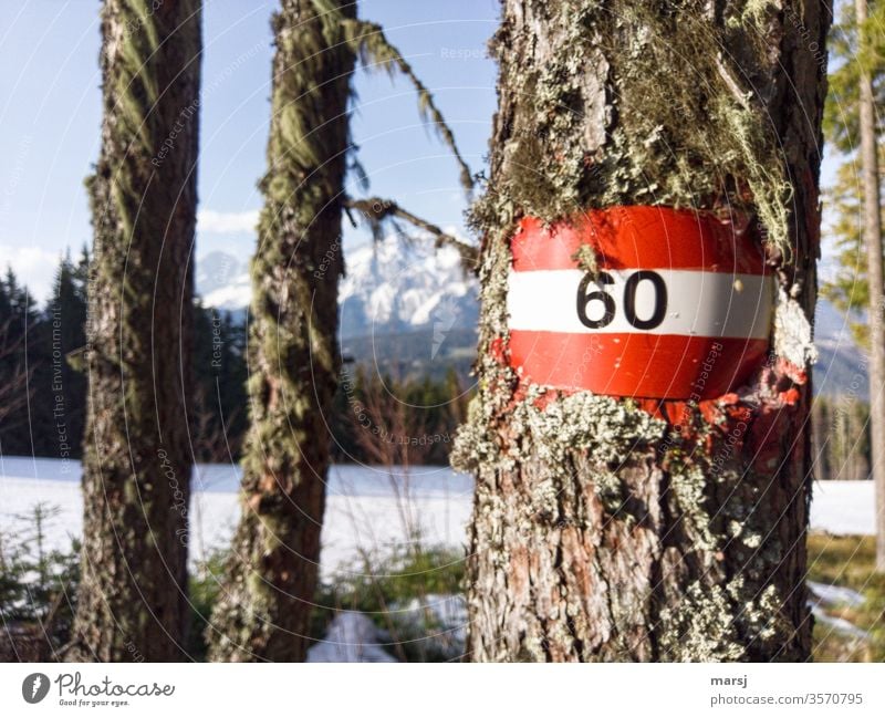 Zum 60. Geburtstag alles Gute Wegnummer Wanderzeichen rot-weiß-rot Rinde Baum Farbfoto Hinweisschild wandern mehrfarbig Wegweisend Hilfe Wege & Pfade Fußweg