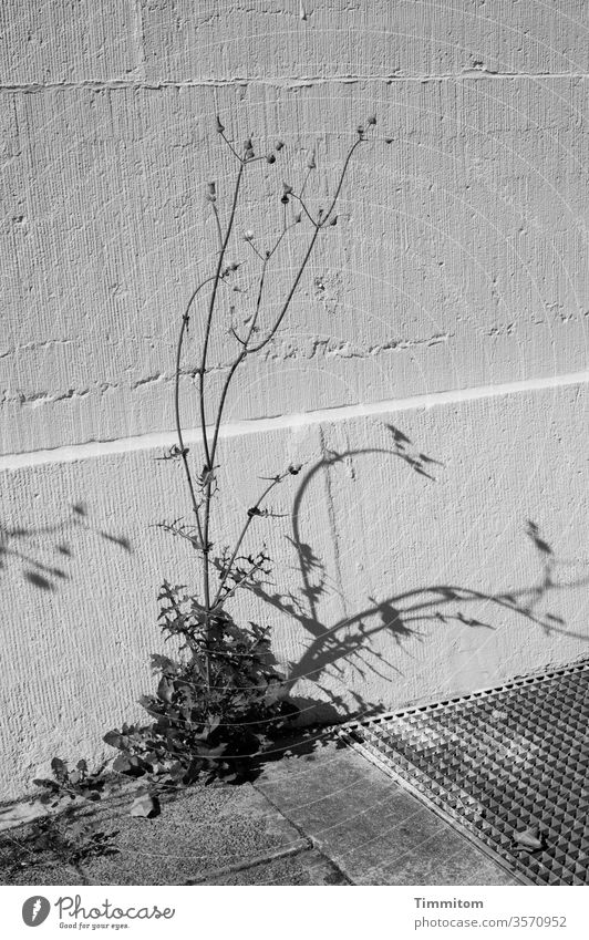 Pflanzen anschauen kann schon schön sein Blumen Gewächs Stängel Blätter dürr Schatten Wand Mauer Menschenleer Gitter Metall Schwarzweißfoto trist Tristesse