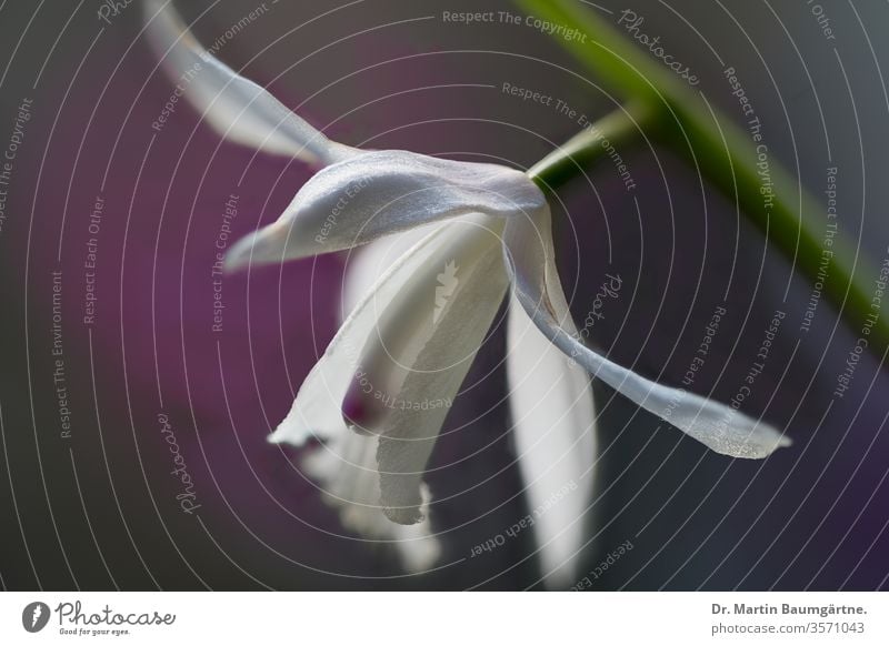 Kulturvarietät Bletilla striata kuchibeni terrestrisch Orchidee Japanisch Chinesisch gemahlene Orchidee widerstandsfähig weiß alba