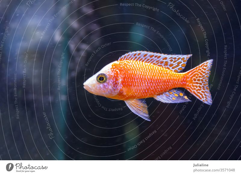 ein roter Fisch schwimmt Aquarium eine Süßwasser horizontal Leben Natur Schwimmsport Tank tropisch unter Wasser Tierwelt aquatisch Aulonokara chichlidae türkis