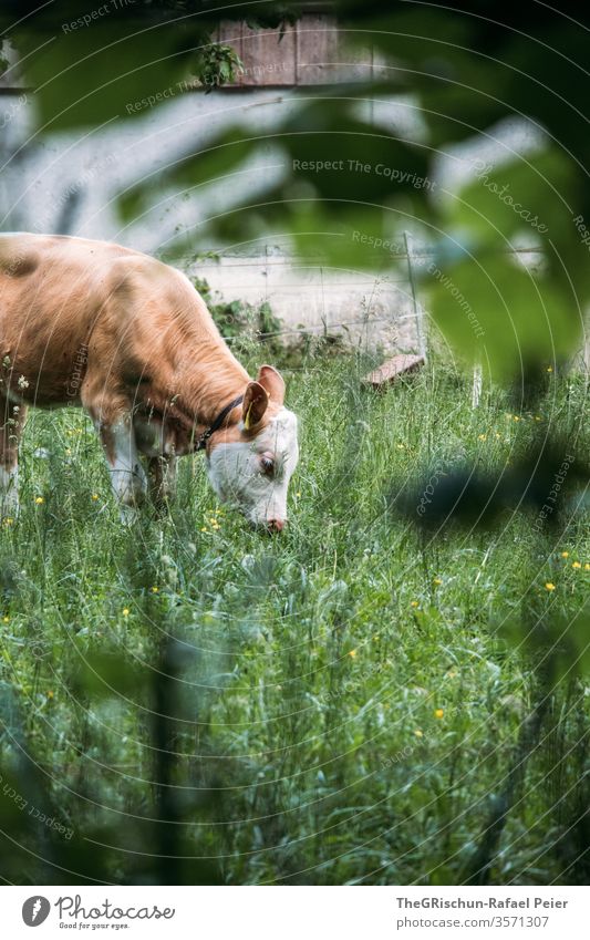 Kuh am Grasen Schweiz Nutztier Tier Außenaufnahme Farbfoto Natur 1 Wiese Fell braun grün Nutztiere