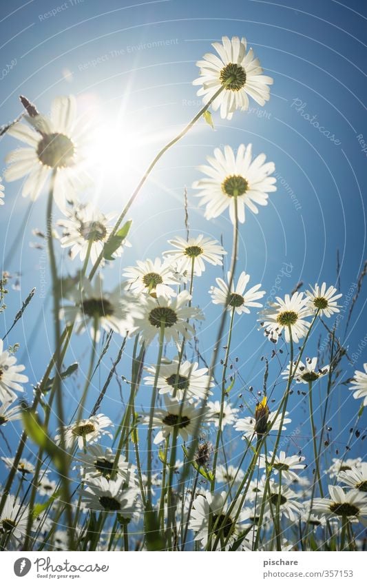 Blümchen Natur Pflanze Himmel Sonne Sommer Schönes Wetter Blume Wiese blau Margerite Farbfoto Außenaufnahme Nahaufnahme Makroaufnahme Tag Licht Sonnenlicht