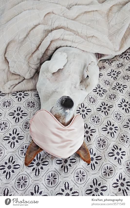 Schläfriger Hund liegt in Decke mit Augenmaske auf Bett obere Ansicht bezaubernd Erwachsener Tier Baby Schlafzimmer braun und weiß Eckzahn Nahaufnahme kalt