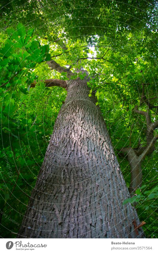 Schattenspender Baum Mammutbaum Hoch Wald Natur Landschaft Außenaufnahme grün Wildnis schön natürlich hoch Himmel Sommer Naturschutz Holz Wachstum Umweltschutz