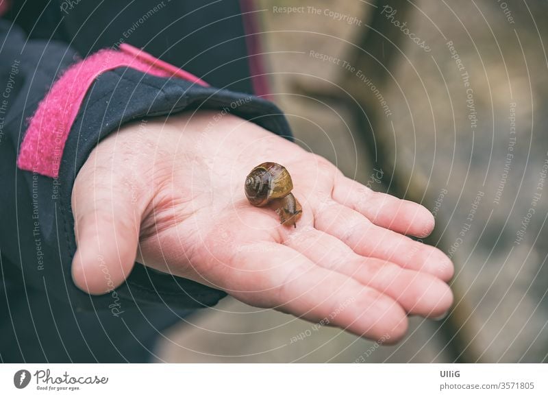 Winzige Schnecke auf der Hand eines Kindes. winzig Tier Gastropode Wegschnecke Biologie Körperteil Nahaufnahme krabbeln schleichen Ökosystem Umwelt Erkundung
