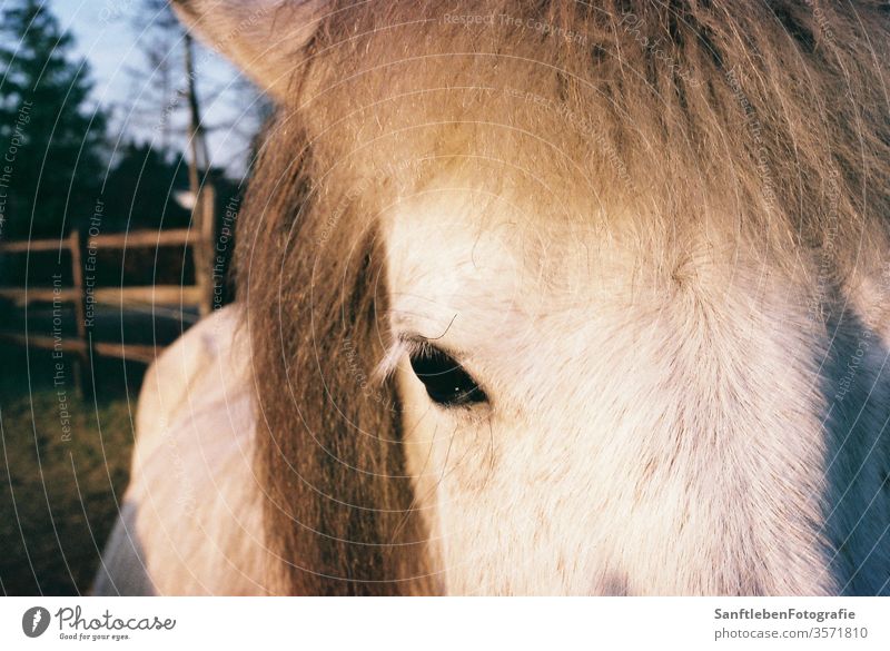 Weißes Pferd Tier Auge weiß Farbfoto Tierporträt Natur Blick in die Kamera Tiergesicht