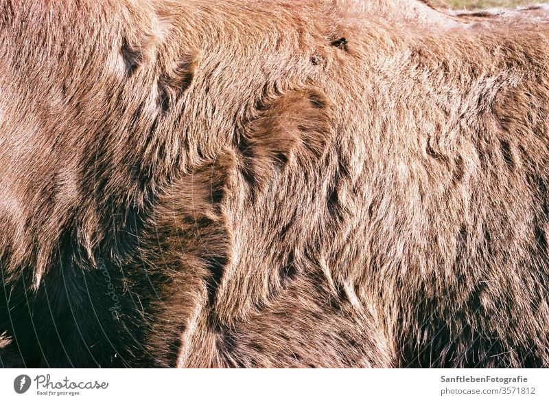 Pferd fiel pelzig Tier Farbfoto braun Tierporträt Mähne