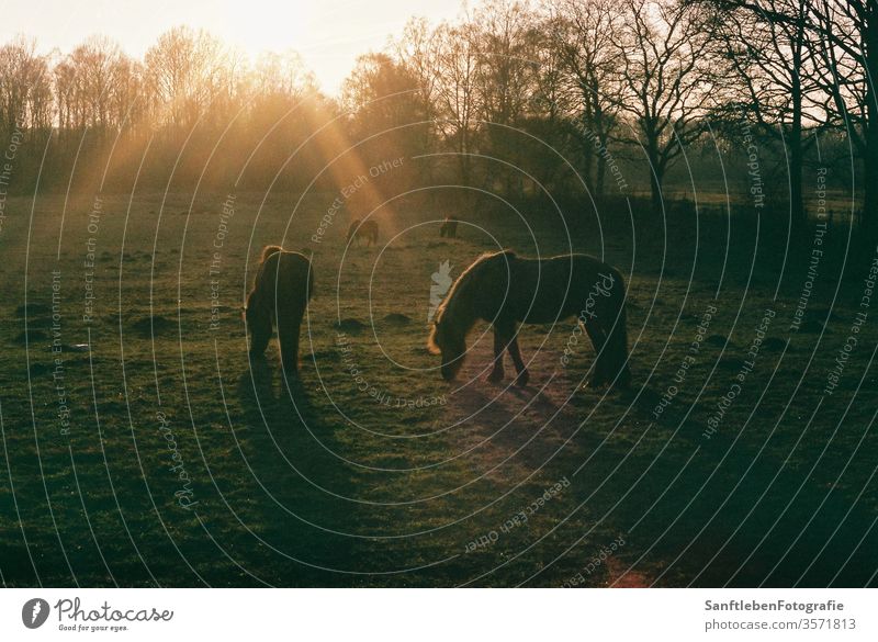 Pferde bei Sonnenuntergang Landschaft Farbfoto Natur Außenaufnahme Tier Tierporträt Nutztier Feld Wildnis Morgendämmerung Sonnenlicht Wiese Schönes Wetter