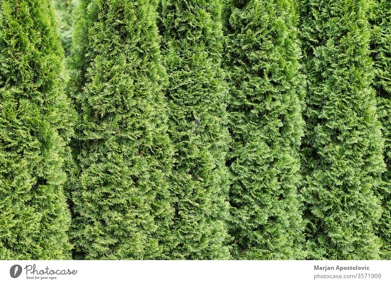 Wunderschöne grüne Zypressen in einer Reihe abstrakt Hintergrund Hintergründe Hinterhof botanisch Botanik Ast Buchse Nahaufnahme Dekoration & Verzierung