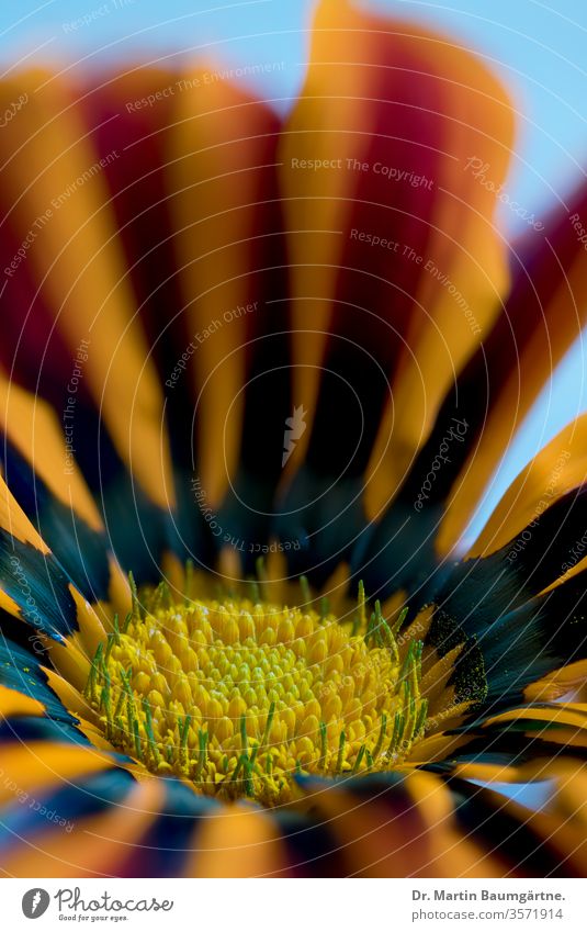 Gazania-Blumenkopf aus Südafrika Gazanie rigens Kulturvarietät gänseblümchenartig Verbundwerkstoff Blütenkopf gelb orange Dürre-tolerant Asteraceae